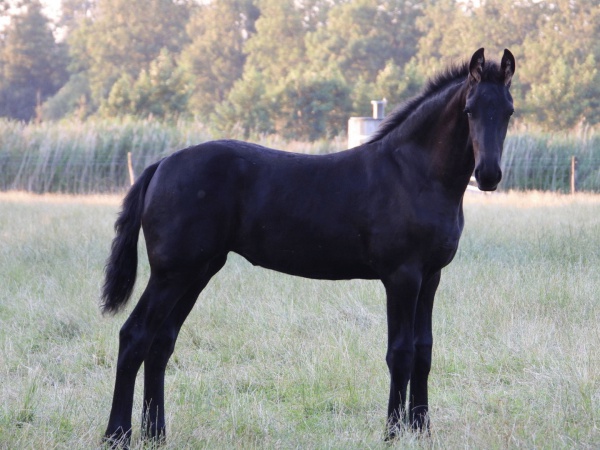 kat Geleend manipuleren Overzicht - Fries paard - Stal Skulenboarch Eastermar