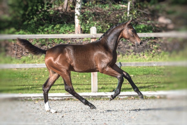 Picasso galop Picasso galop