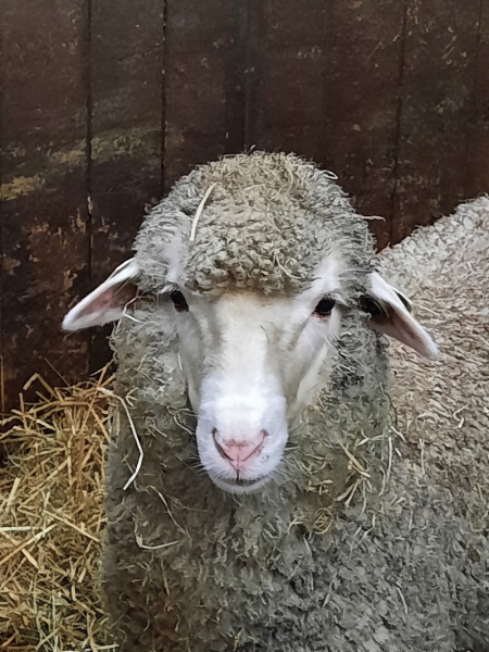 merino merino